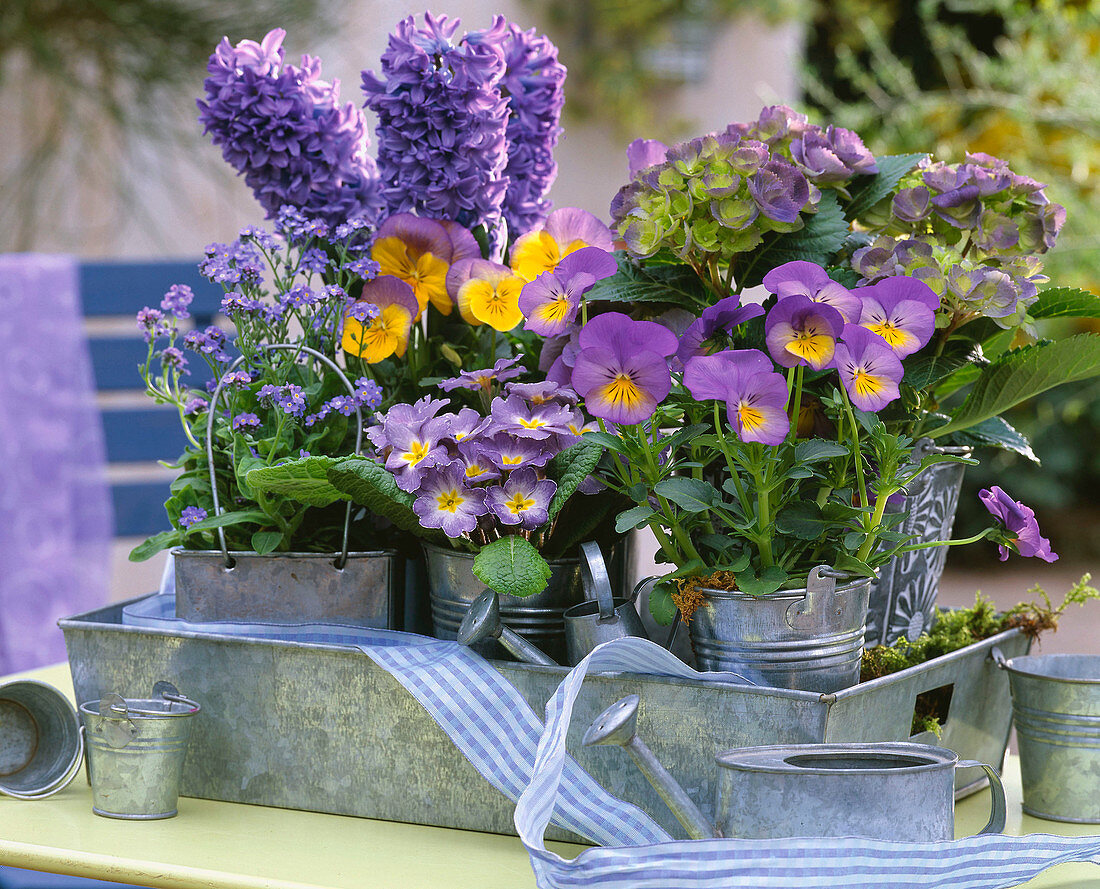 Viola / Stiefmütterchen, Hydrangea / Hortensie, Hyacinthus / Hyazinthen, Myosotis