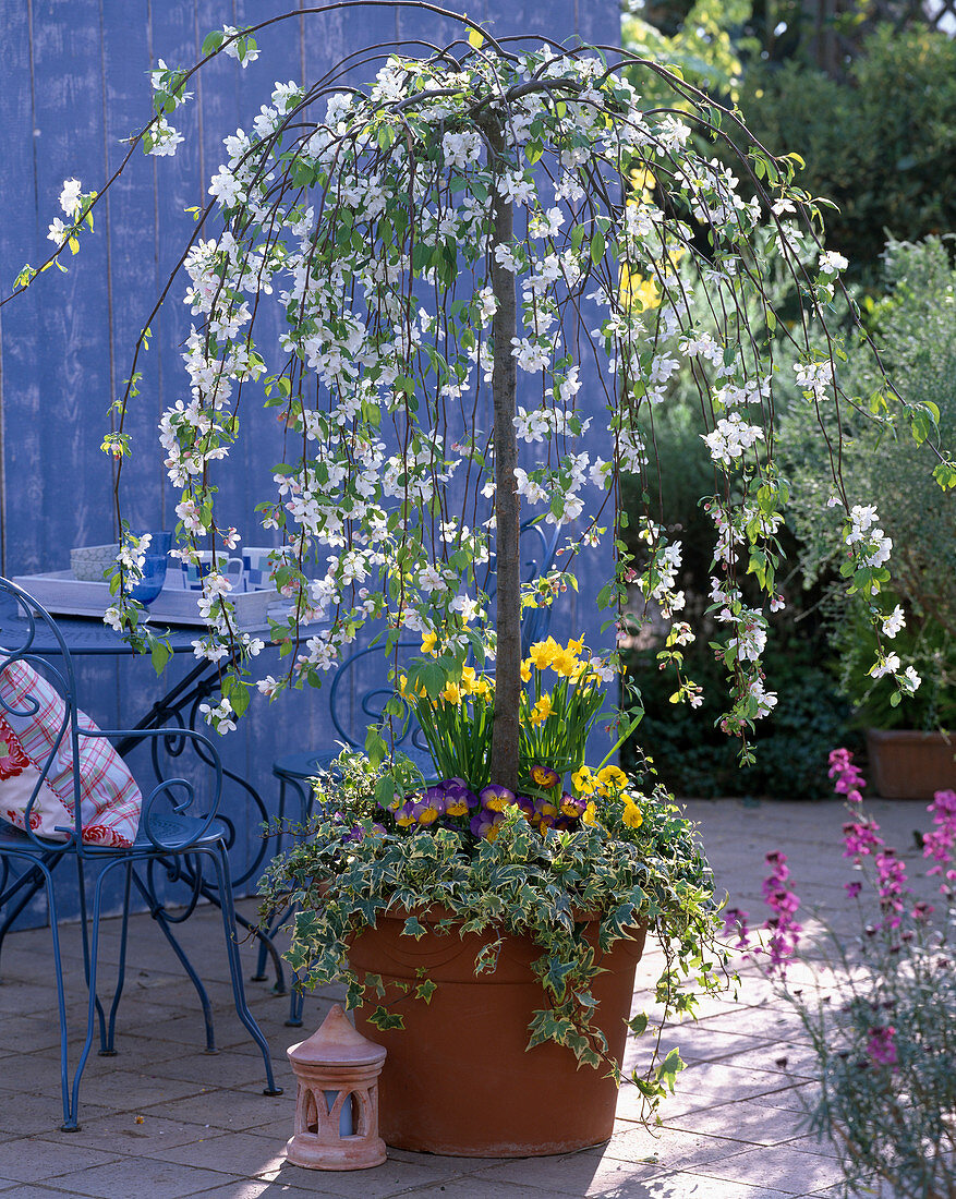 Malus 'Red Jade' (hanging ornamental apple), Narcissus (daffodils)