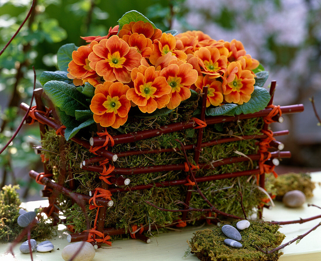 Primula acaulis (spring primrose in a homemade basket made of)