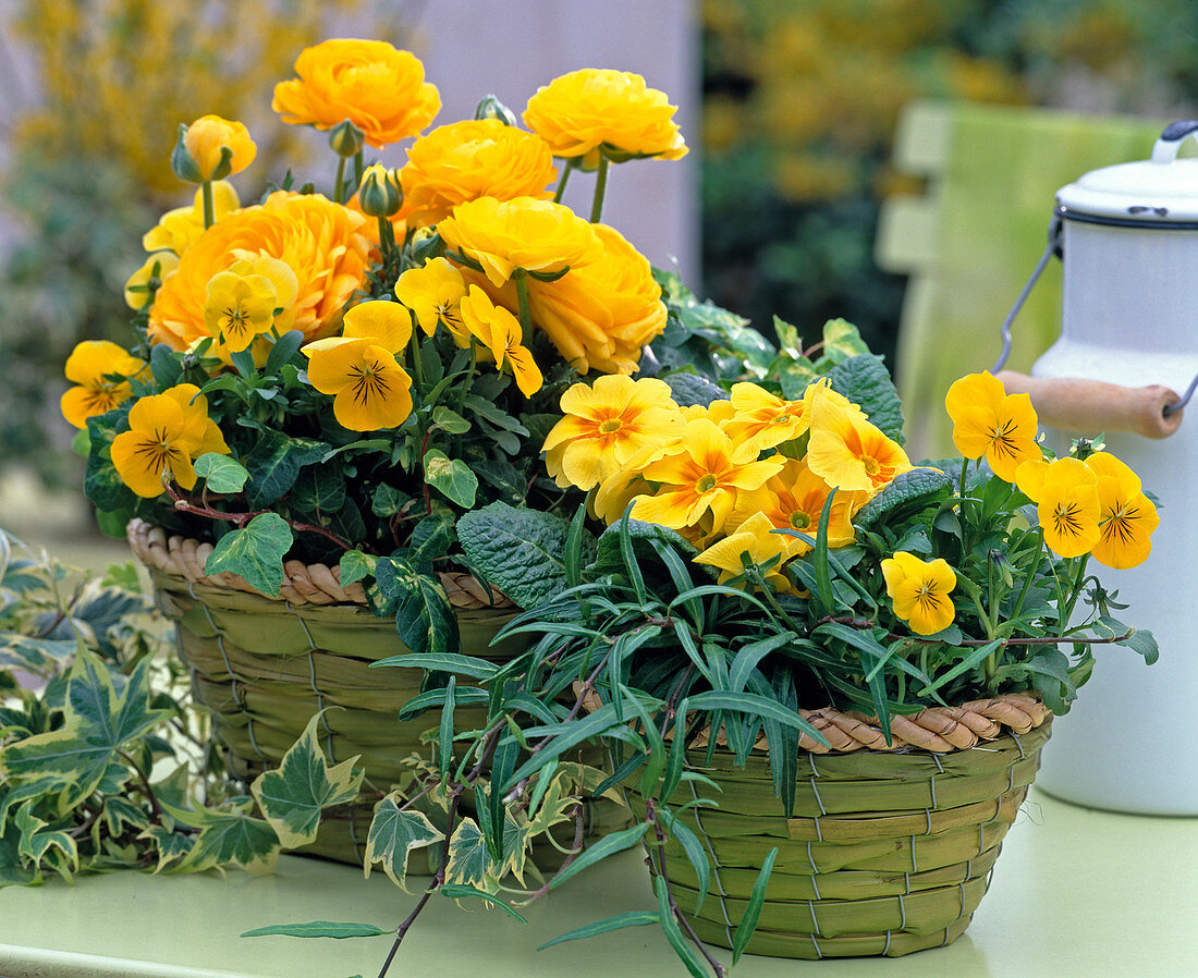 Ranunculus 'Bloomingdale' (ranunculus), Viola cornuta (horned violet)