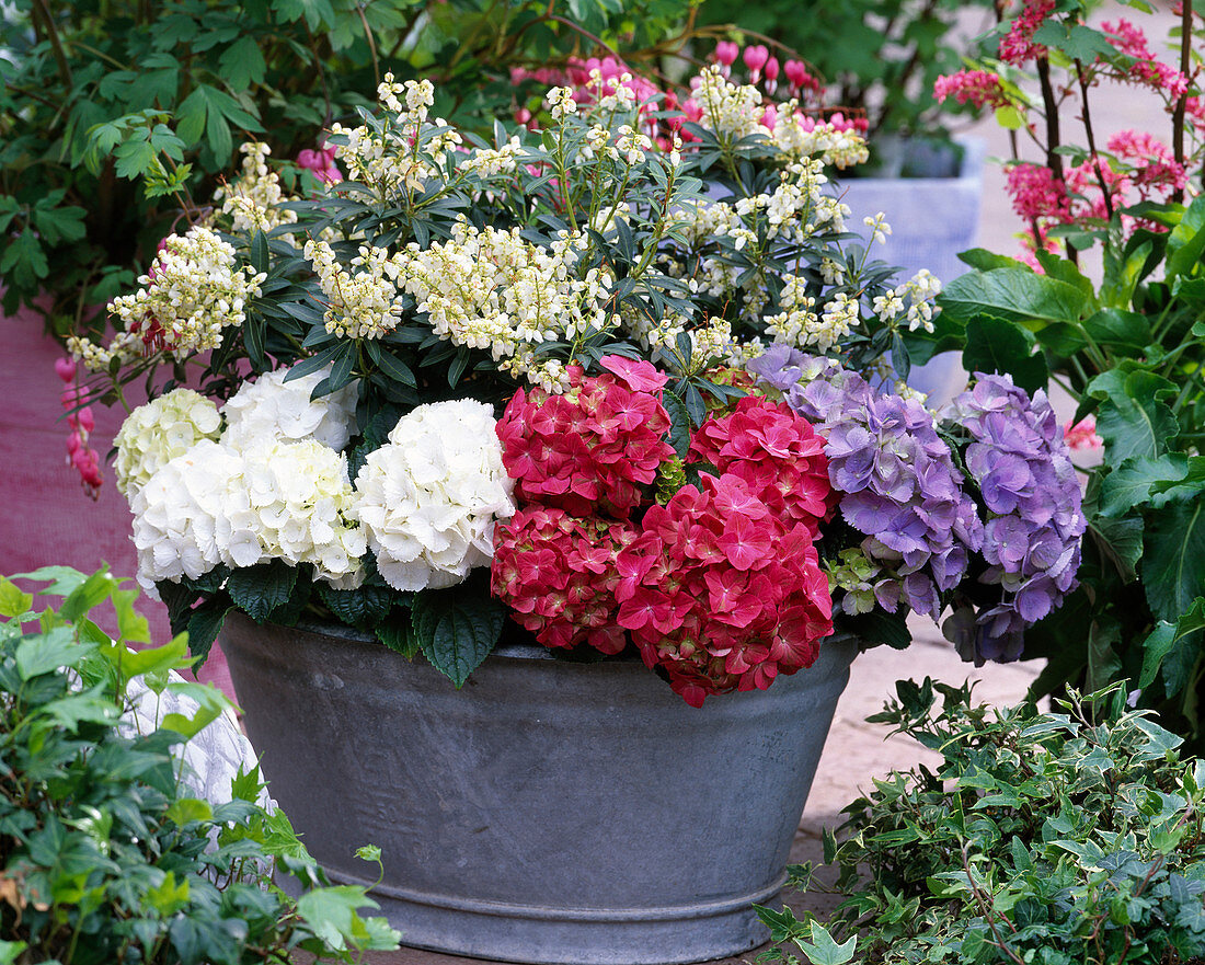 Pieris japonica (lavender heather), Hydrangea (hydrangea blue, red)