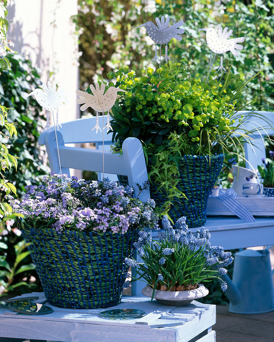 Euphorbia 'Thalia' (Wolfsmilch), Hedera 'Goldenstern' (Efeu)