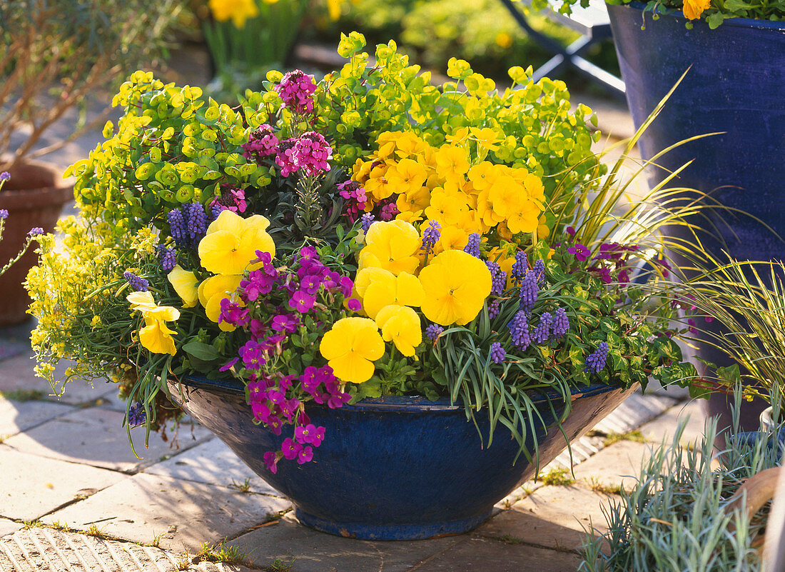 Blue bowl with primula, viola