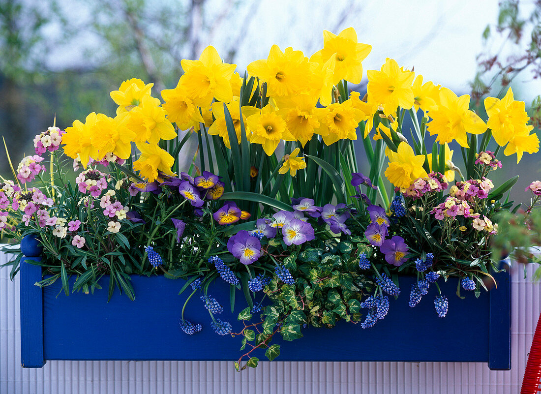 Narcissus 'Golden Harvest' (daffodils), Viola (pansies)