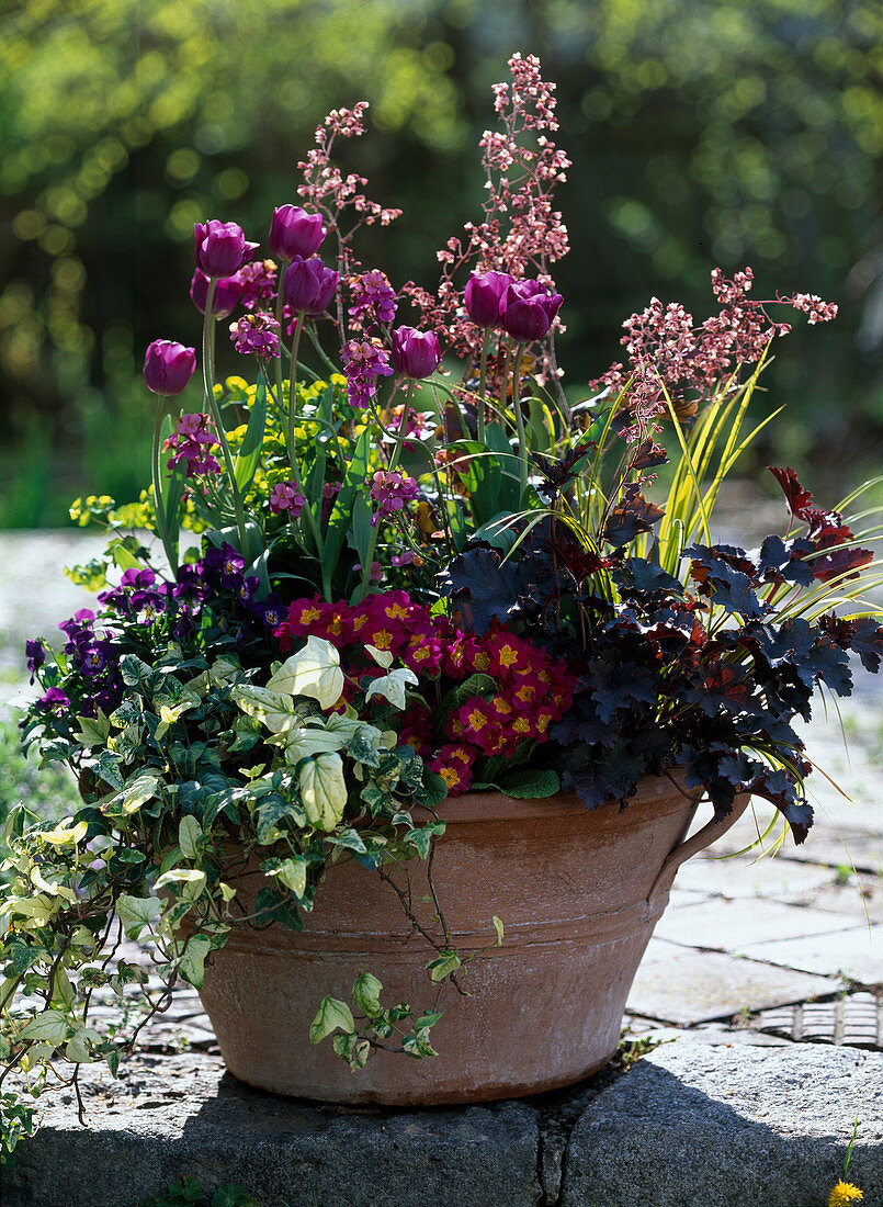 Tulipa 'Negrita' (tulips), Heuchera 'Purple Petticoat' (tulips)