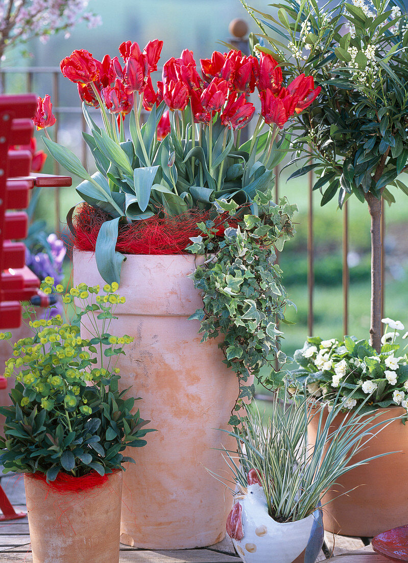 Tulipa 'Red Parrot' (Papageientulpe), Euphorbia' Elektra' (Wolfsmilch)