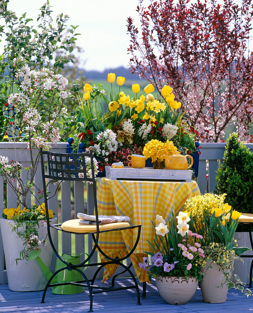 Prunus / Blutpflaume, Malus / Zierapfel, Tulipa / Tulpen, Narcissus