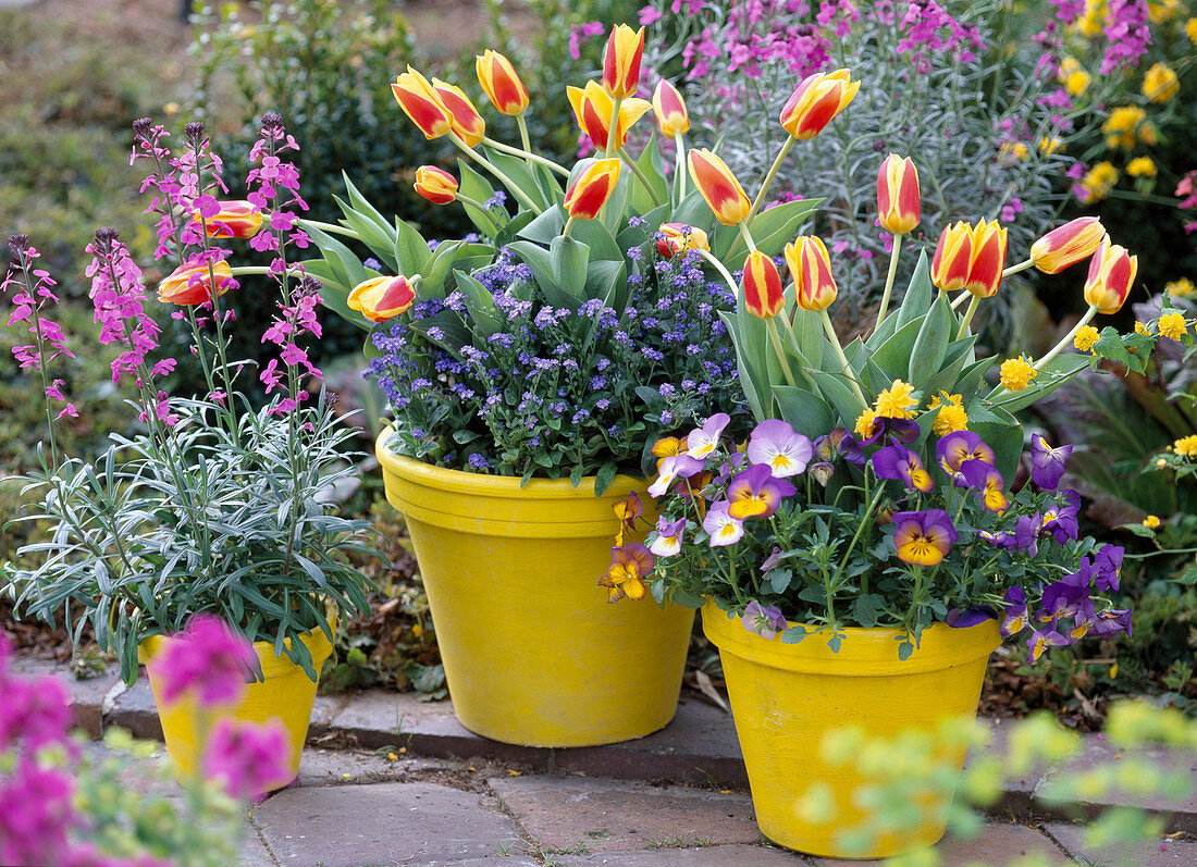 Tulipa 'Authority' (tulips), Erysimum' Bowles Mauve' (golden violet)