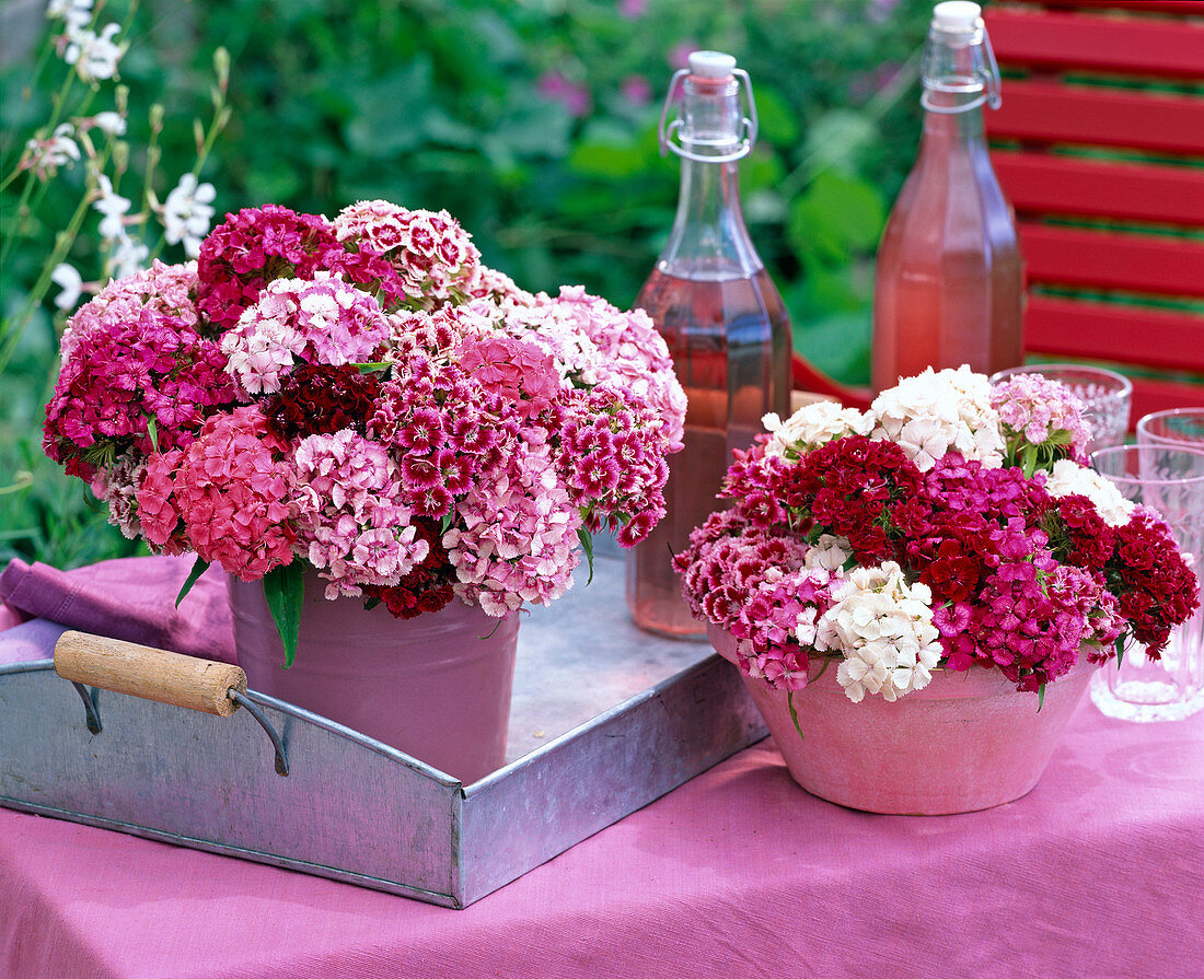 Dianthus barbatus (bearded carnations), Gypsophila (baby's breath)