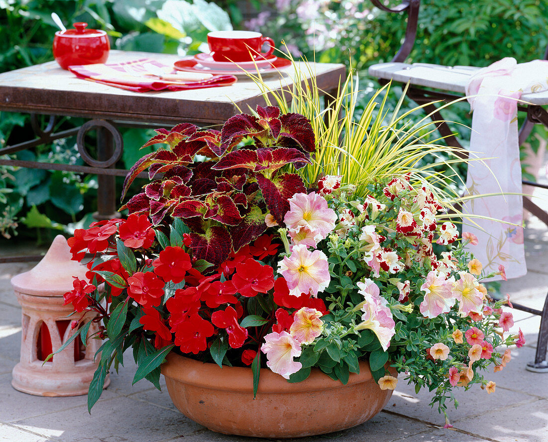 Impatiens Nino 'Improved Raul' (sweet pea), Coleus