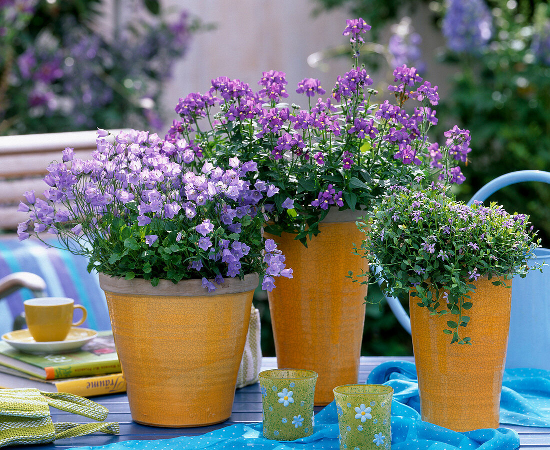 Campanula cochlearifolia / Zwergglockenblume, Nemesia 'Blue'