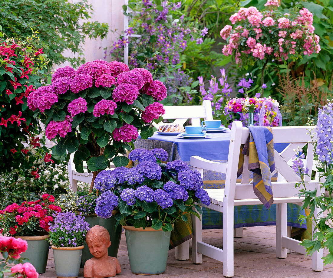 Hydrangea 'Compacta', 'Adria' (Hydrangea, Rosa chinensis)