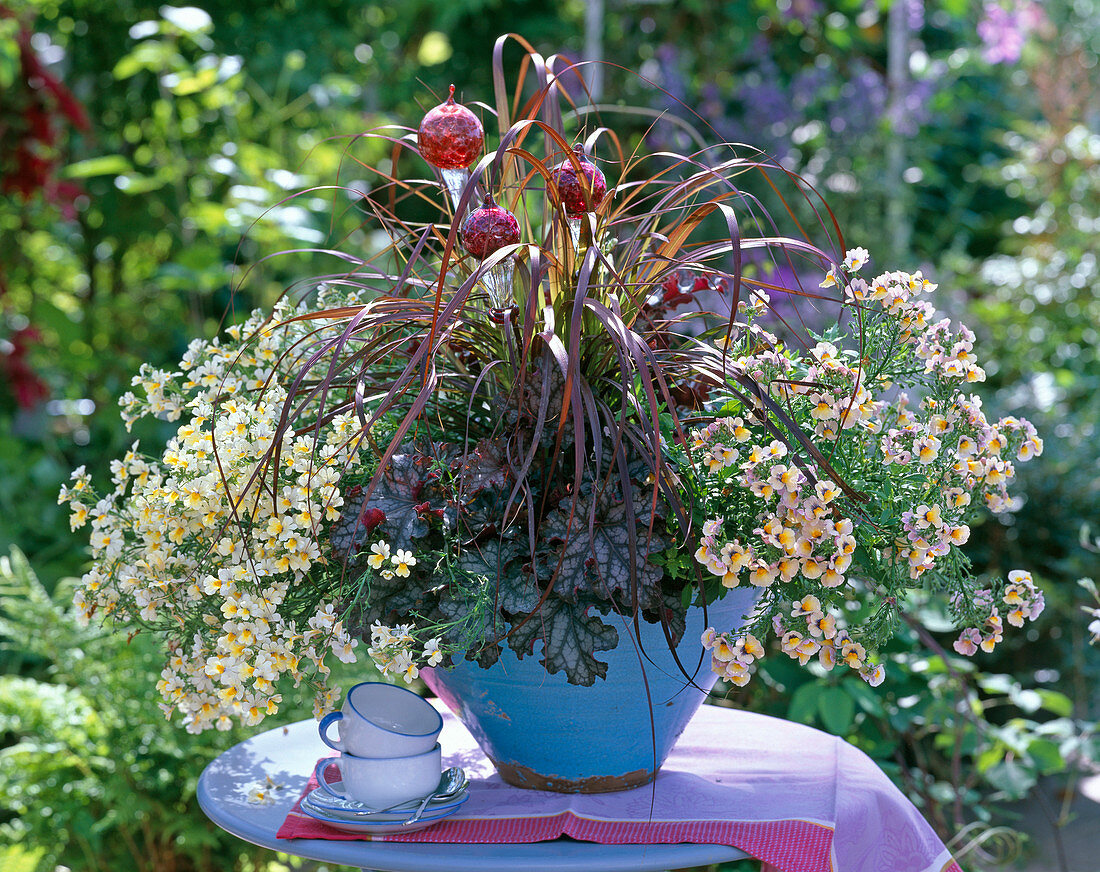 Nemesia Sunsatia 'Peach', 'Pineapple' (Heuchera)