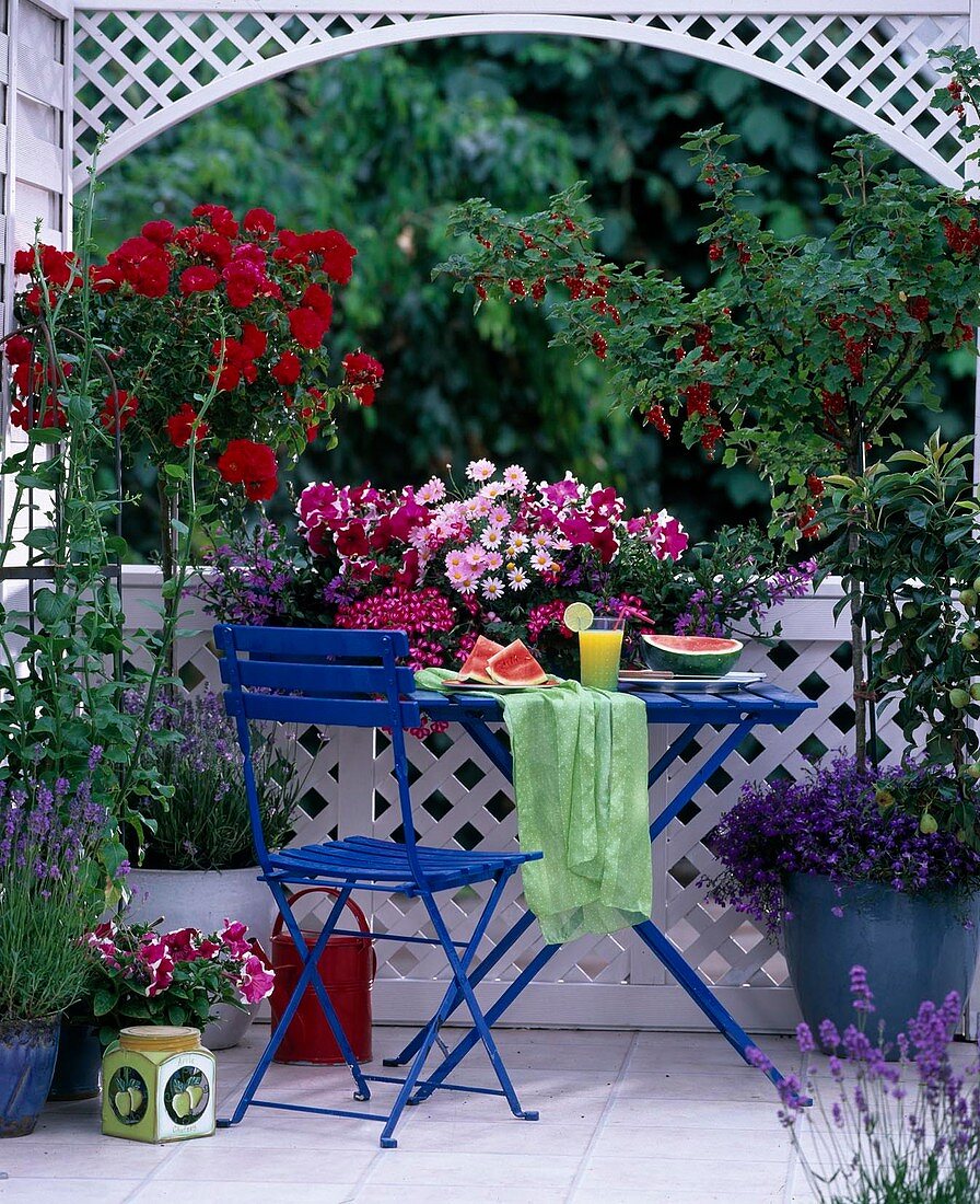 Ribes (redcurrants), Rosa 'Heidefeuer' (stem rose)