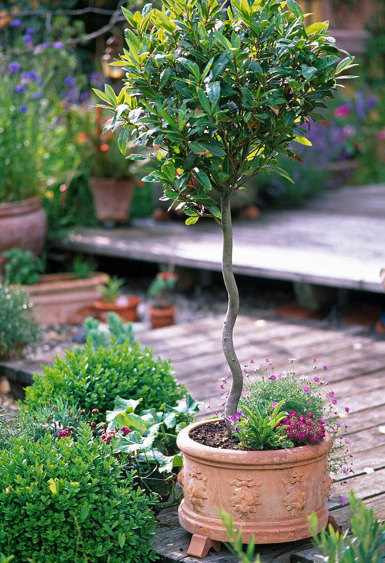 Laurus nobilis / Küchenlorbeer mit gedrehtem Stamm, Buxus