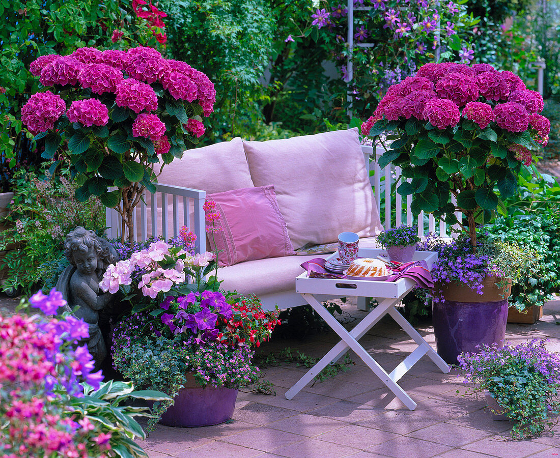 Hydrangea (Hortensienstämme und 'Hobella'), Lobelia (Männertreu)