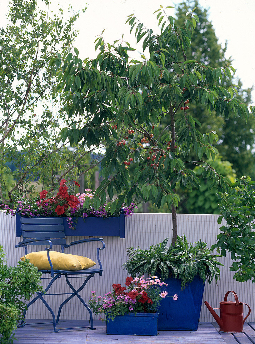 Prunus / Süßkirsche, Petunia 'Dreams Red' / Petunie, Scaevola