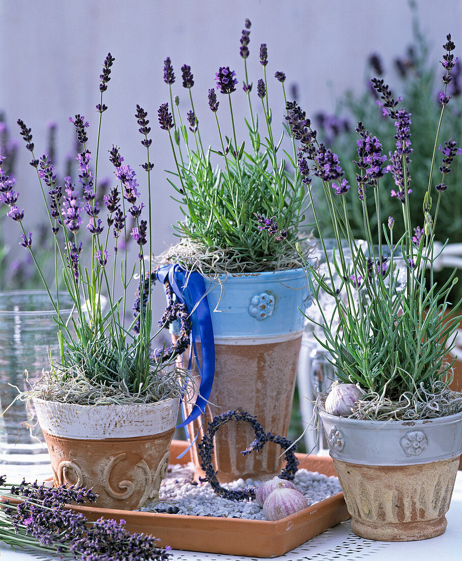 Lavandula 'Munstead', 'Hidcote Blue' (lavender)