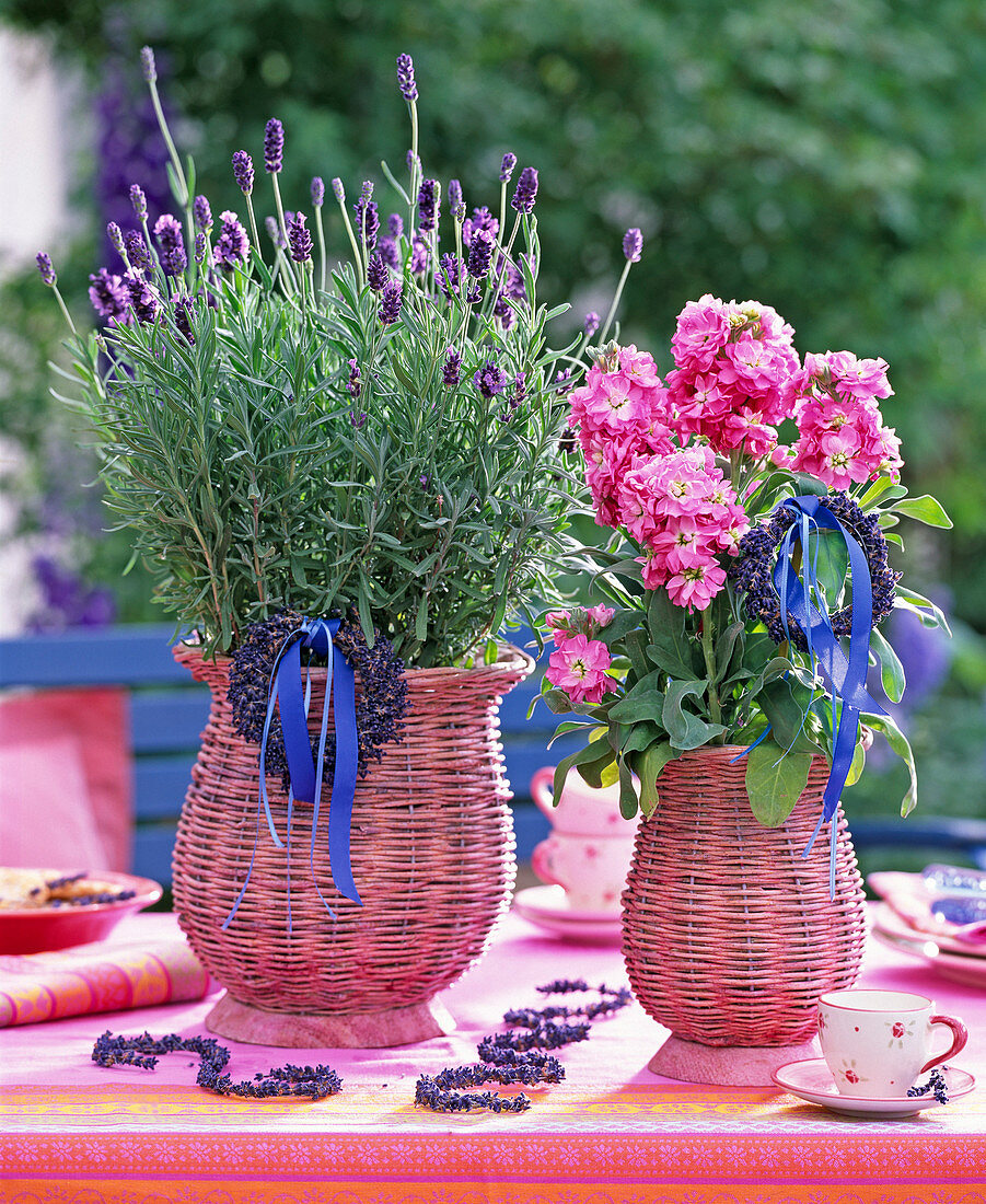 Lavandula 'Hidcote Blue' / Lavendel, Matthiola / Levkoje in rosa