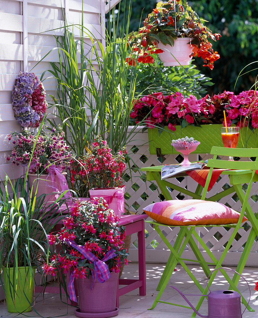 Fuchsia (Fuchsia hybr.), Impatiens New Guinea Paradise