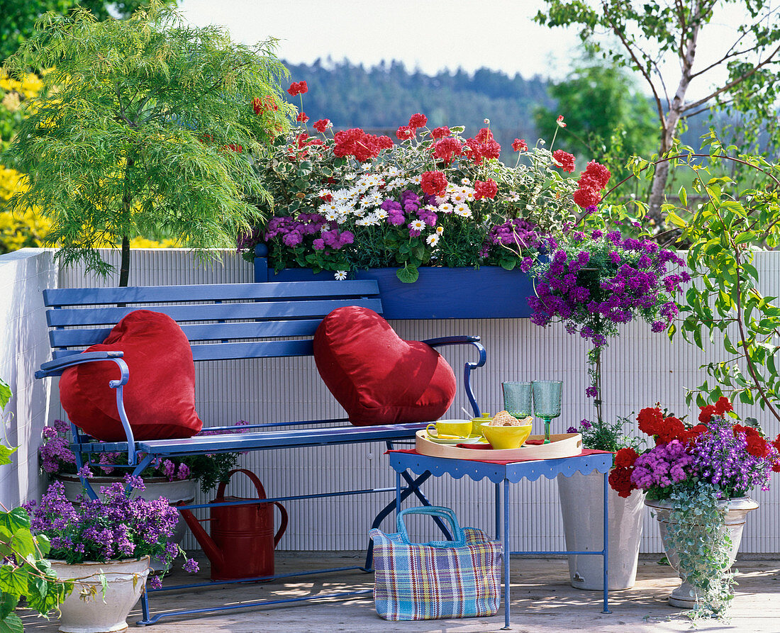 Geranium zonale (standing geraniums), Argyranthemum (daisies)