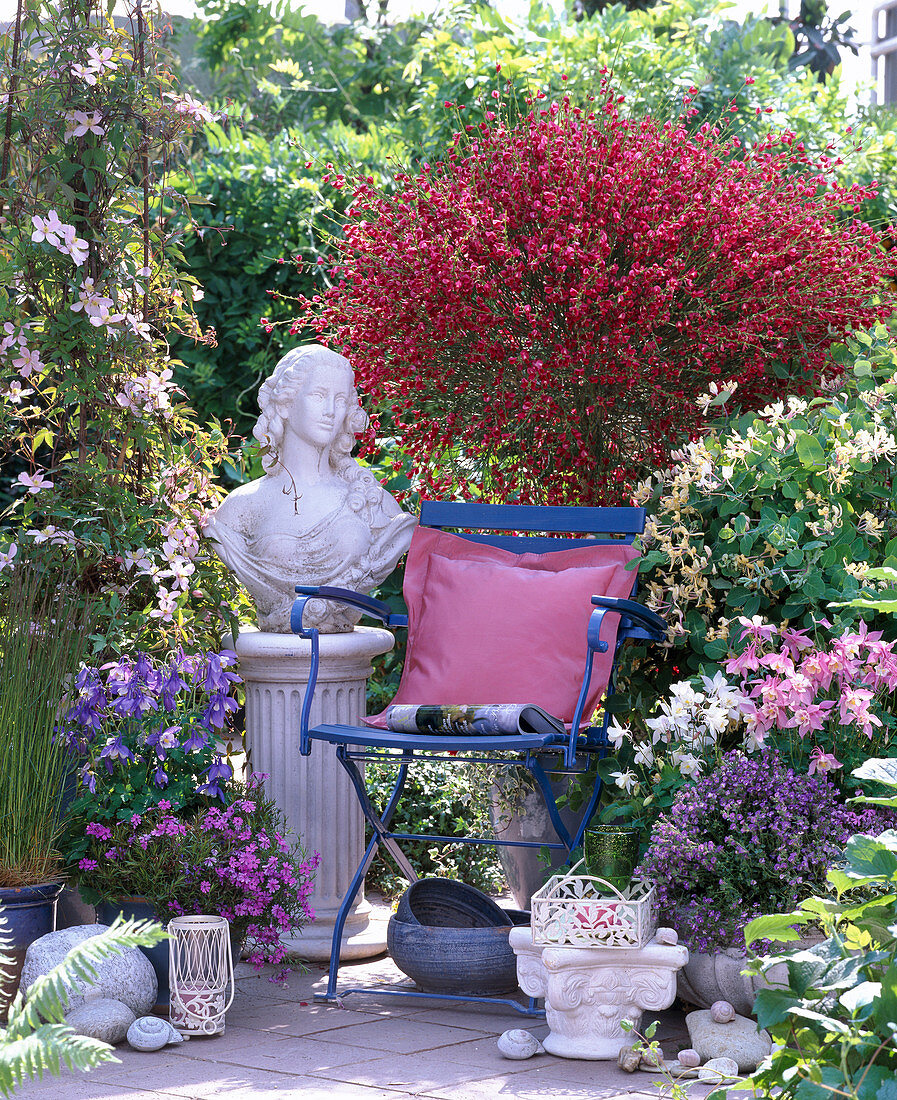 Cytisus 'Boskoop Ruby' (Ginster), Clematis montana' Rubens'