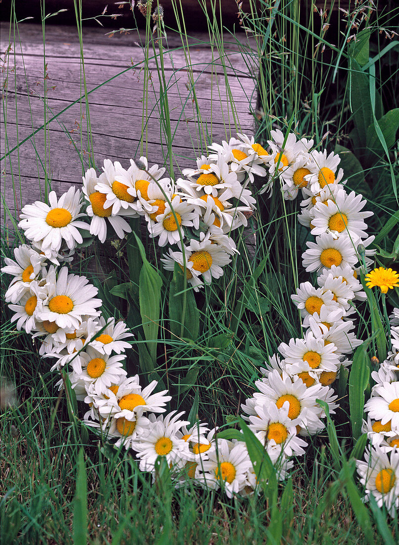 Leucanthemum / Frühlingsmargeriten auf Drahtherz gewickelt