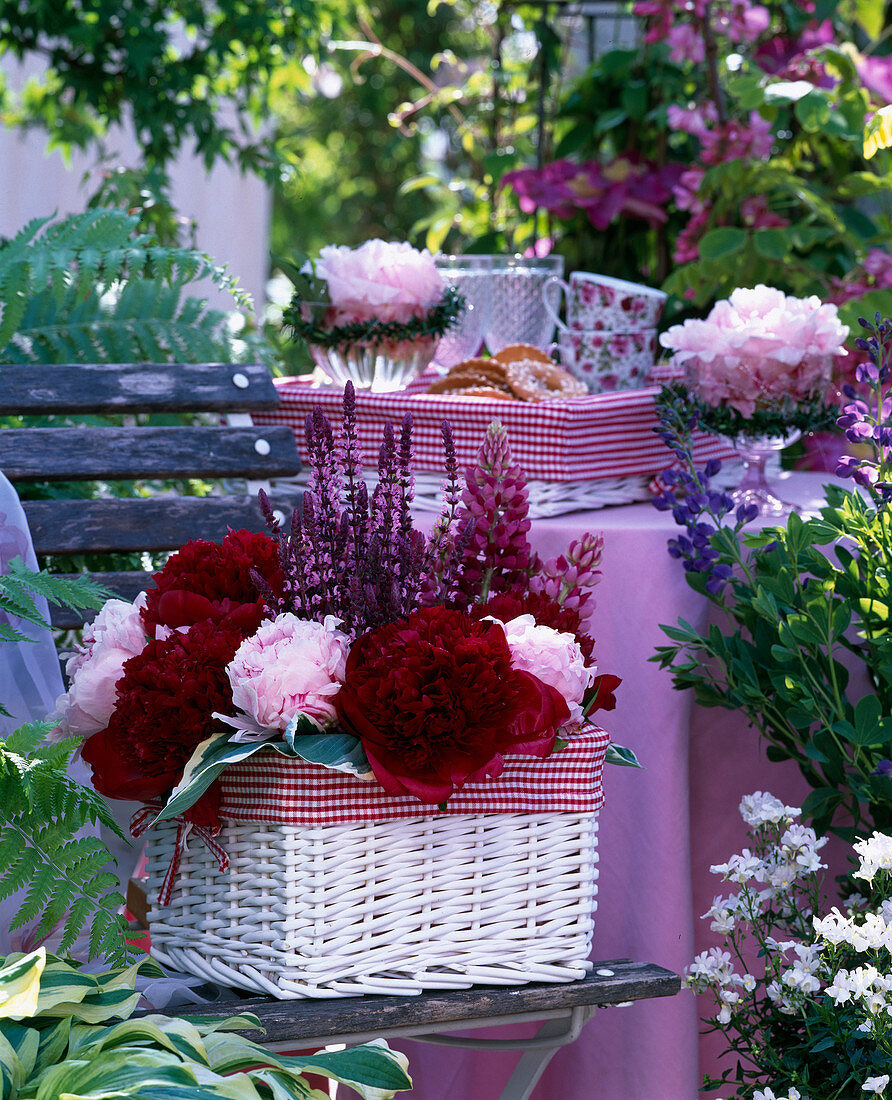 Paeonia 'Rubra Plena' (Sarah Bernard) (Pfingstrosen, Lupinus)