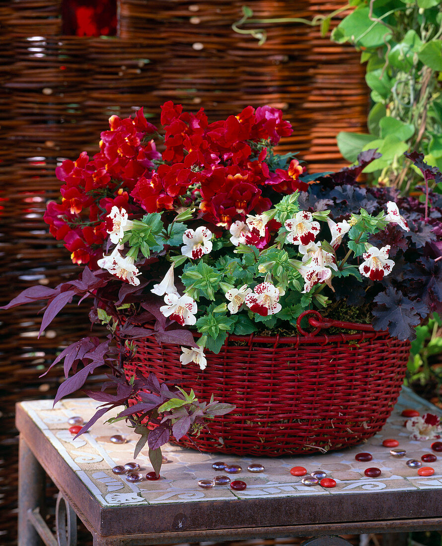 Antirrhinum (snapdragon), Ipomoea 'Bronce' (sweet potato)