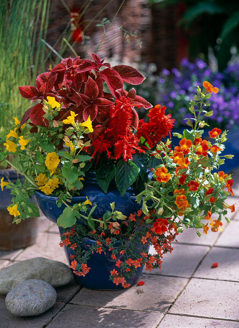 Blue strawberry pot with coleus (coloured nettle), mimulus luteus