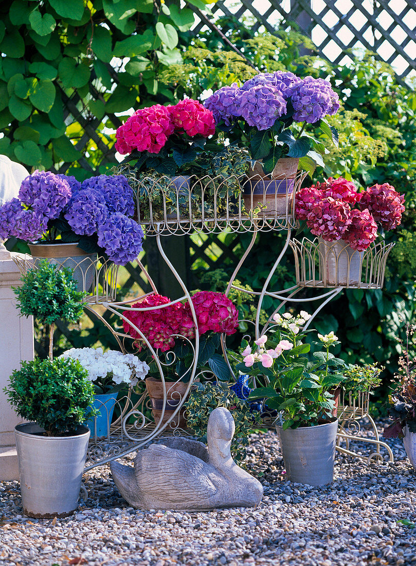 Hydrangea Hybrid Hydrangeas in all colors, Buxus, box double ball