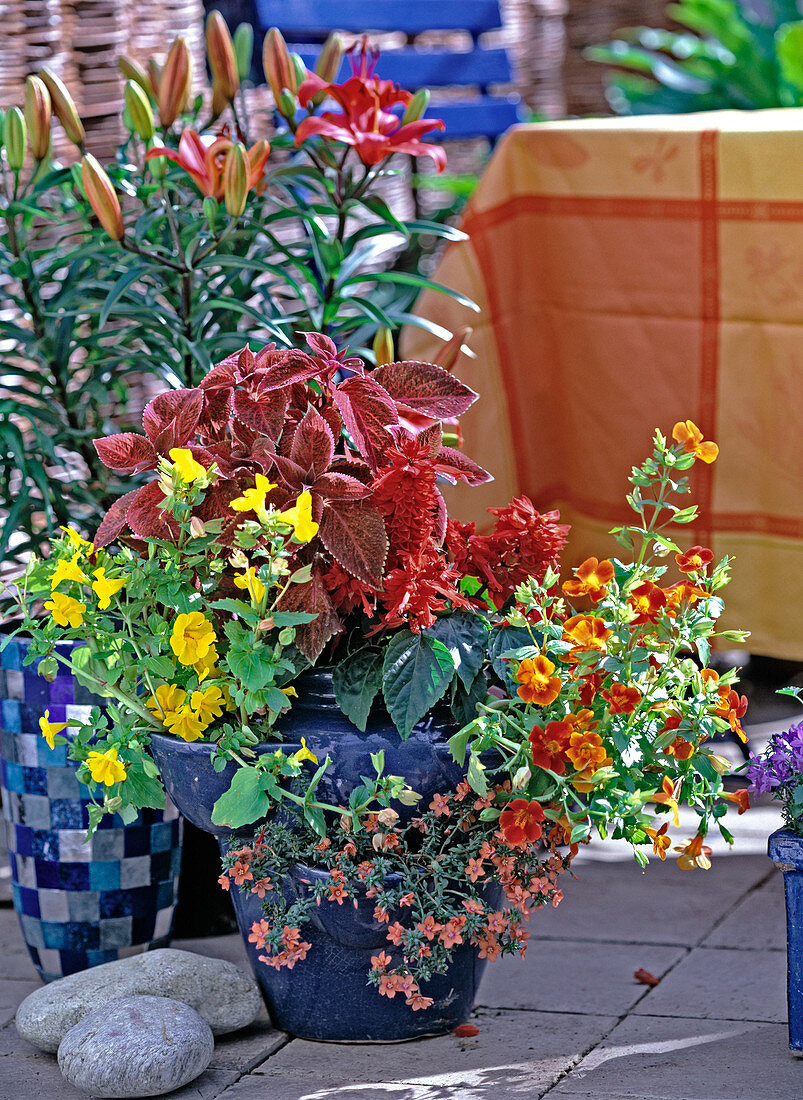 Coleus, Mimulus luteus and cupreus