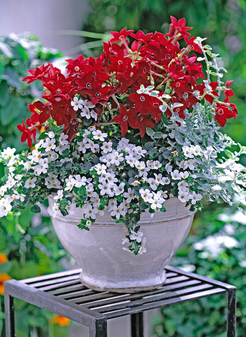 Nicotiana 'Tuxedo Red' (ornamental tobacco), Sutera (Bacopa) 'Mega White'