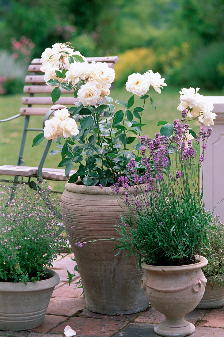 Planting a bare-root rose in a pot (8/8)