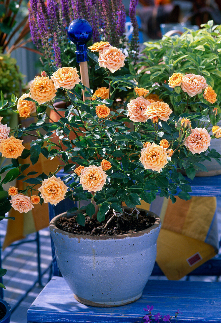 Rosa 'Clementine' (Dwarf Rose)