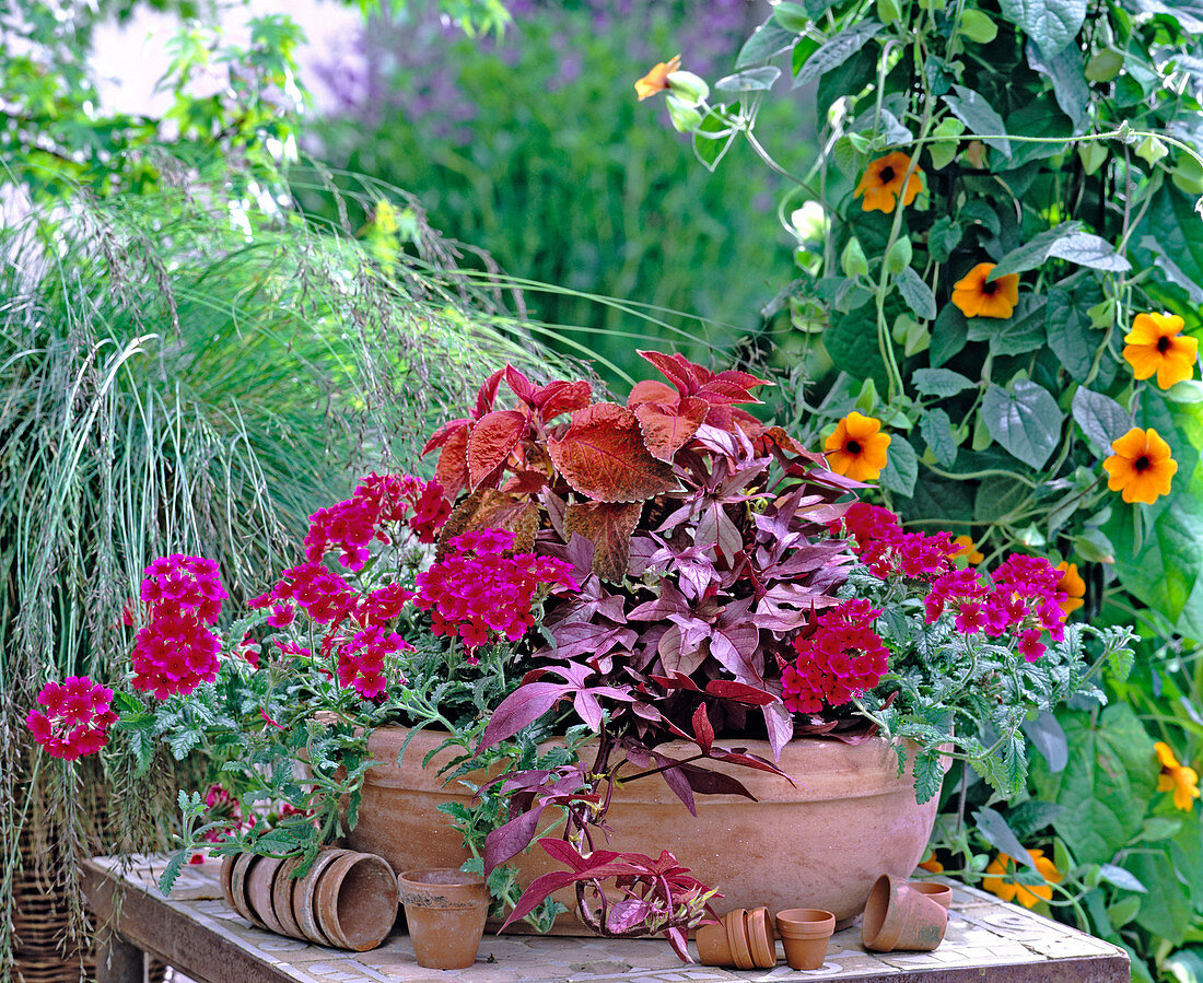 Verbena 'Hot Rose' (Eisenkraut), Ipomoea' Bronce' (Süßkartoffel)