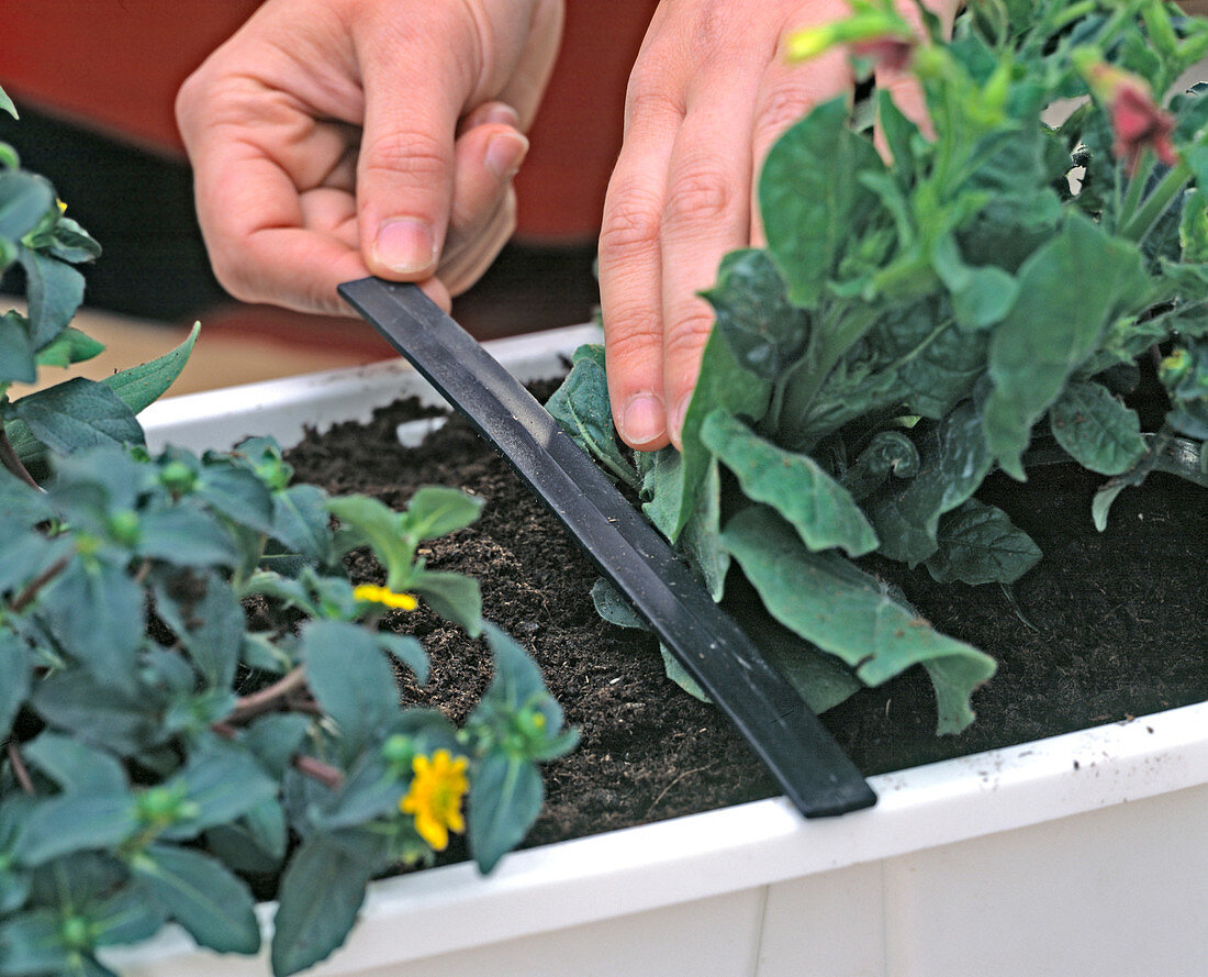 Planting a flower box (4/6)