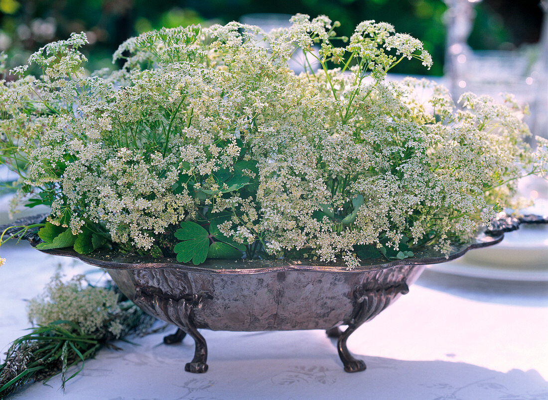 Anthriscus sylvestris (meadow chervil) as table arrangement in metal bowl