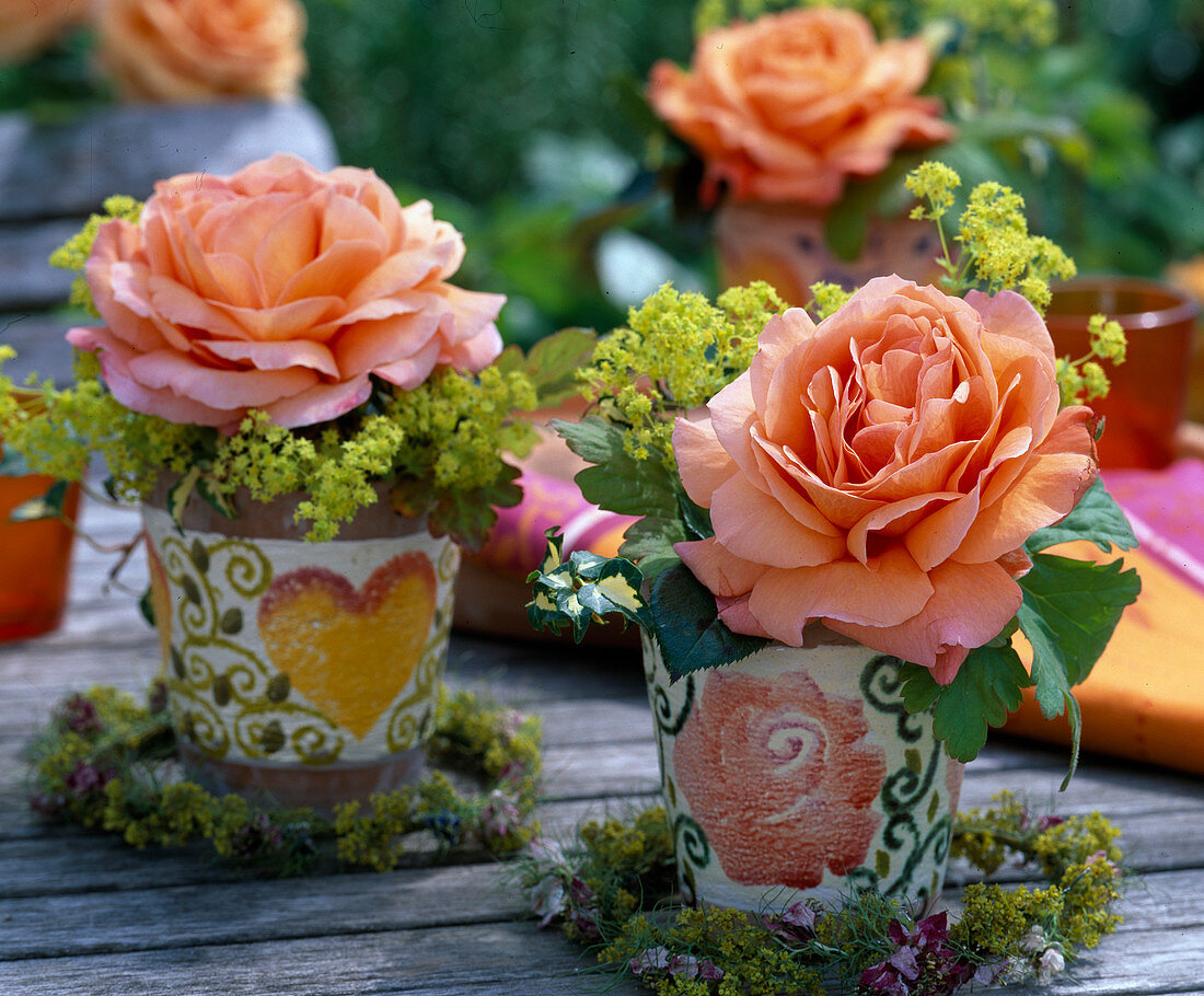 Pink 'Aloha' (climbing rose (corduroy))