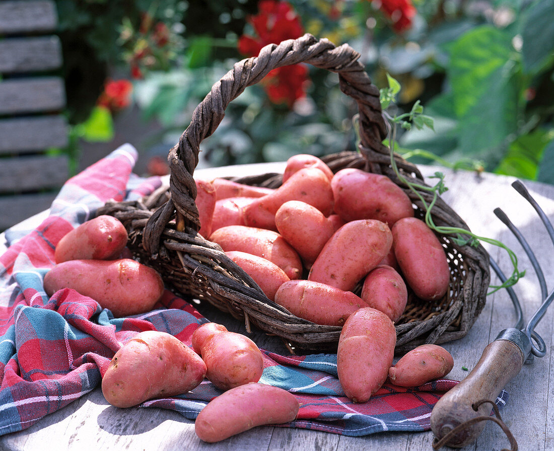 Solanum tuberosum 'Franceline'