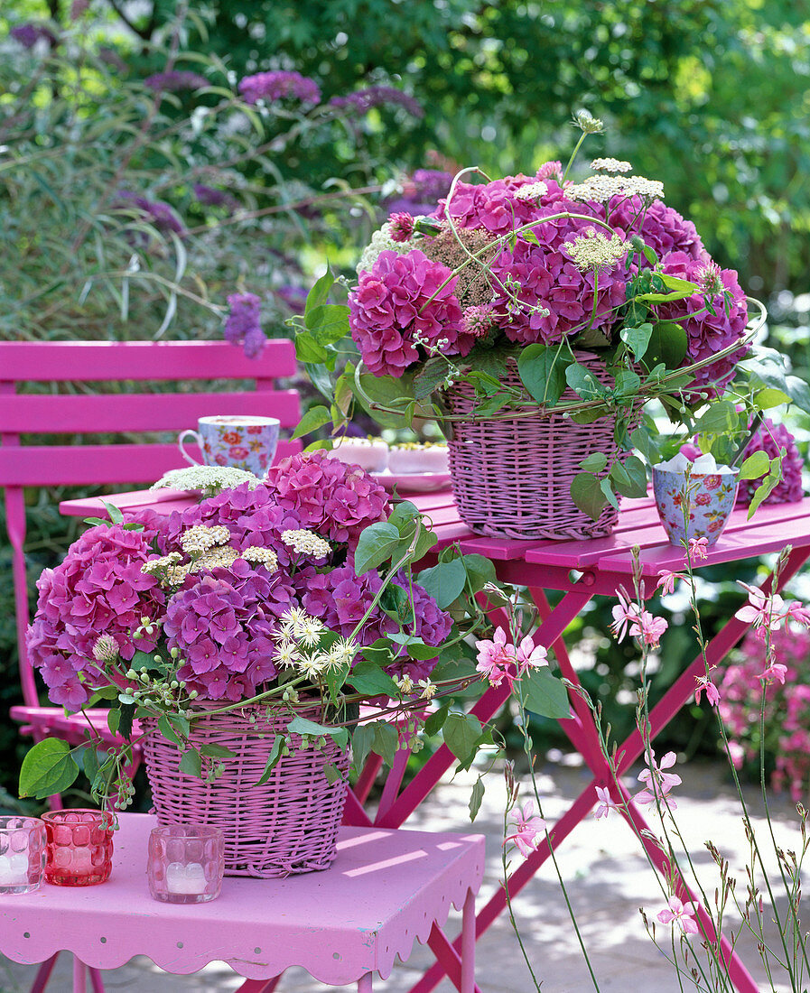 Hydrangea / Hortensien, Clematis vitalba / Waldrebe