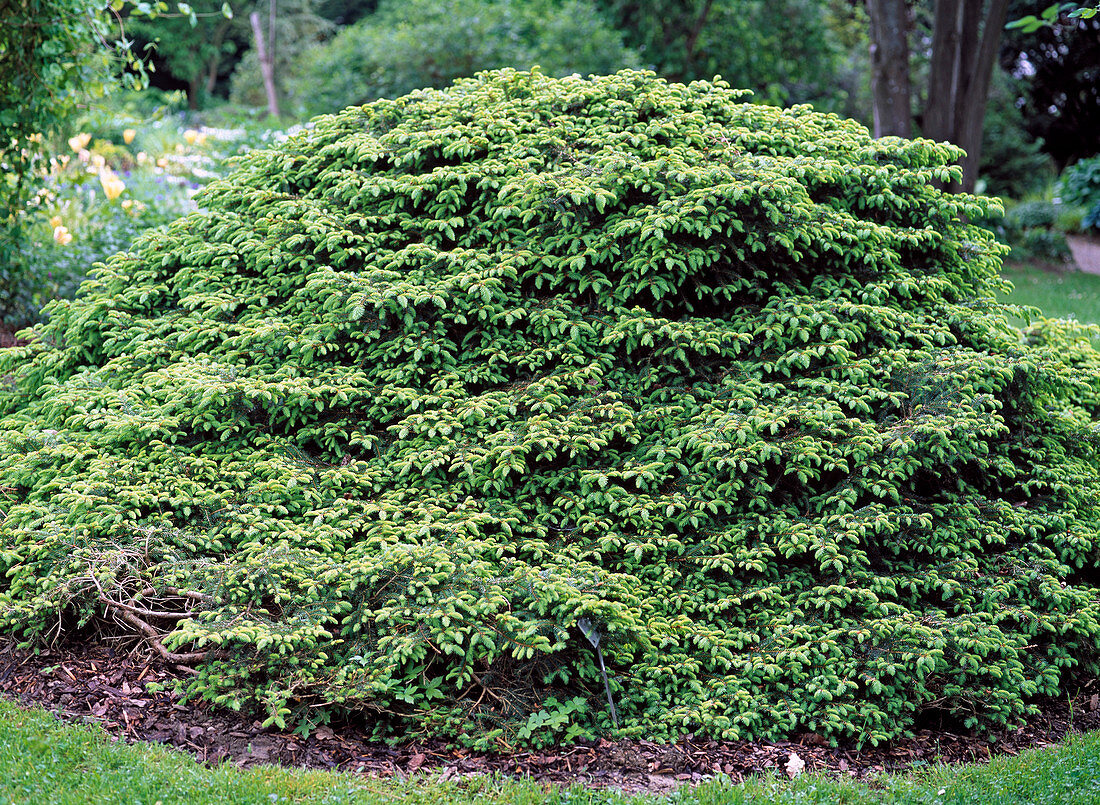 Picea abies 'Procumbens'