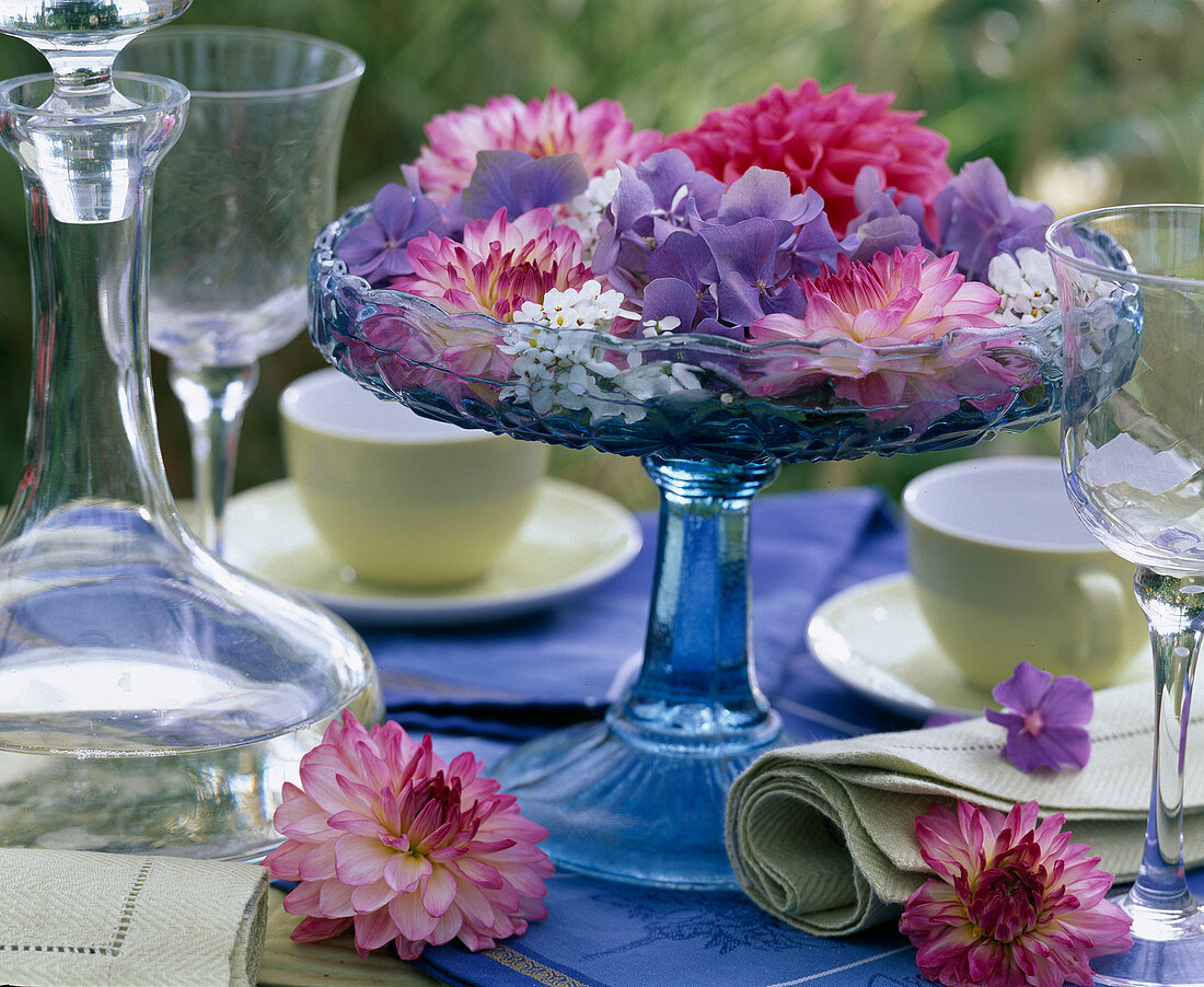 Dahlia (Schmuckdahlien), Hydrangea (Hortensien)