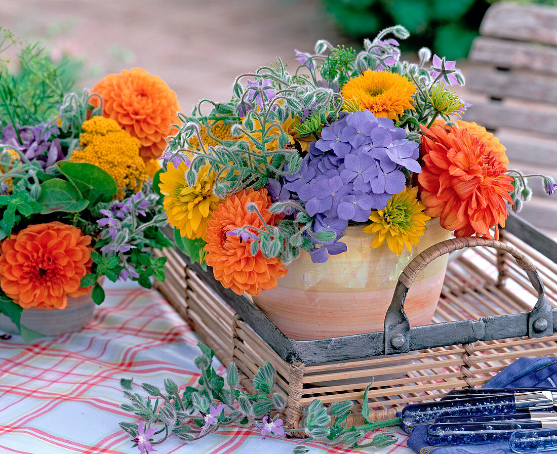 Dahlia, Rudbeckia (sun hat)