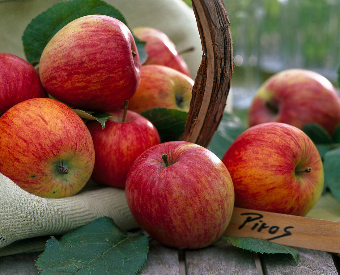 Malus 'Piros' (apple), especially healthy and tasty