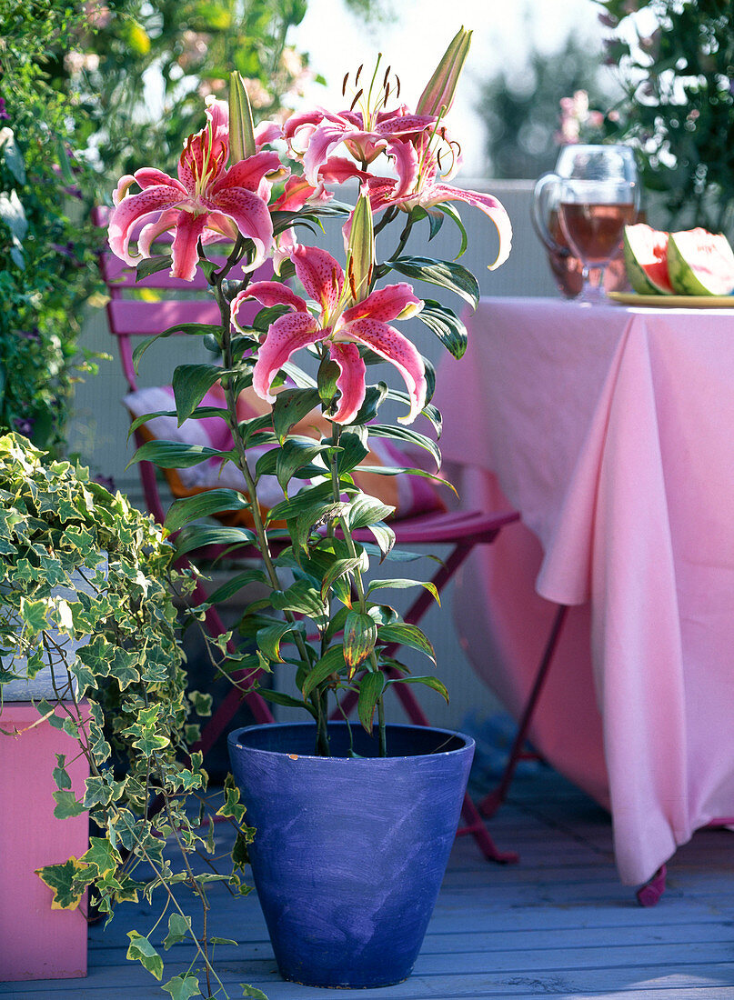 Lilium 'Stargazer' (Fragrant Lily)