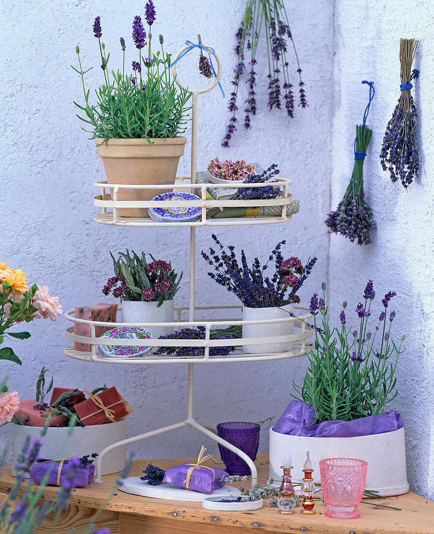 Lavandula (lavender plants and bouquets)