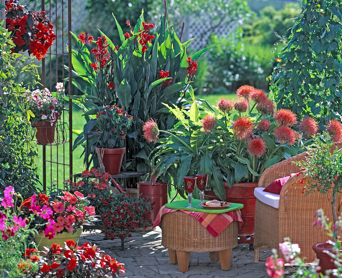 Haemanthus multiflorus / Blutblume, Canna / Blumenrohr