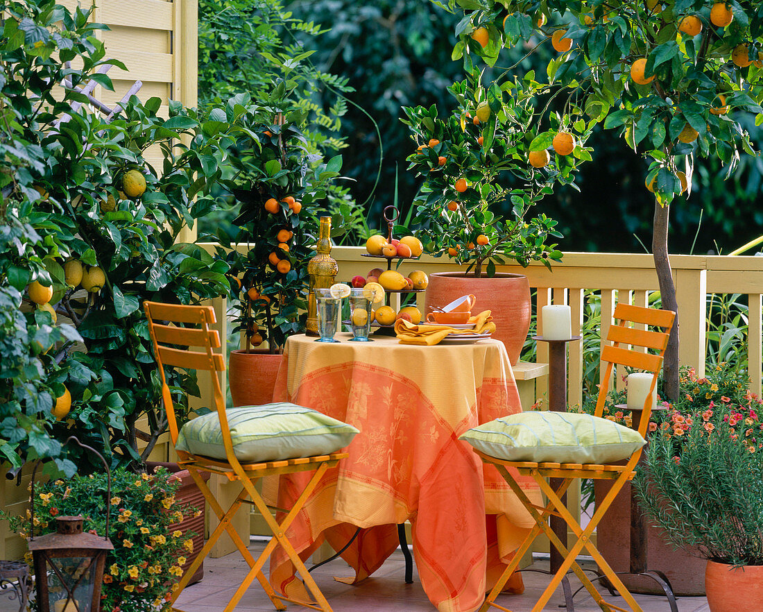 Citrus sinensis (orange), Citrus limon (lemon)