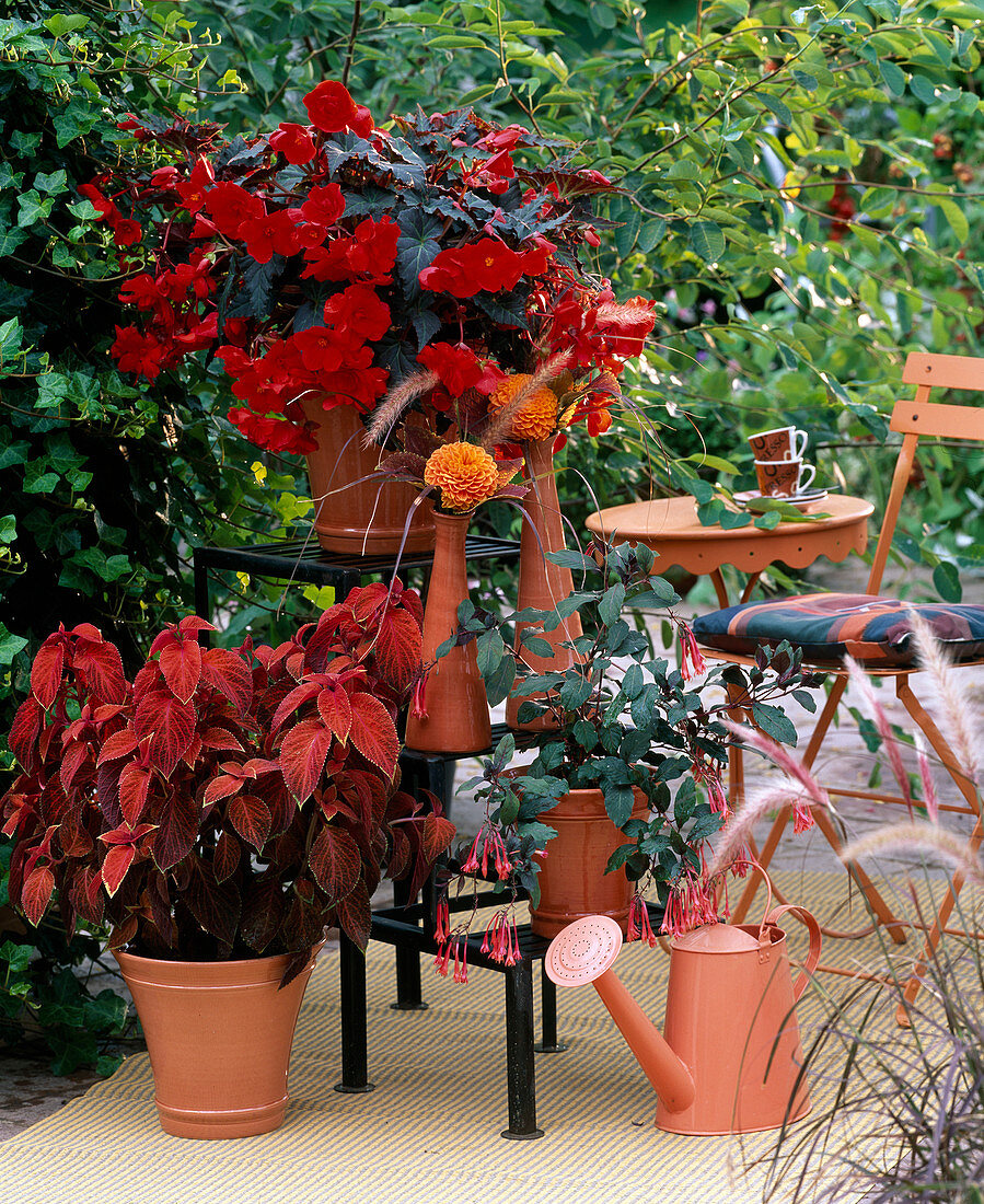 Begonia 'Panorama' / Ampelbegonie scharlach